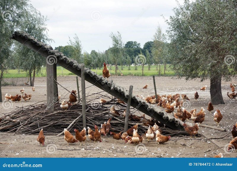 De Magische Paddenstoel: Het Beklimmen van de Gouden Road van de Kip, chicken road casino